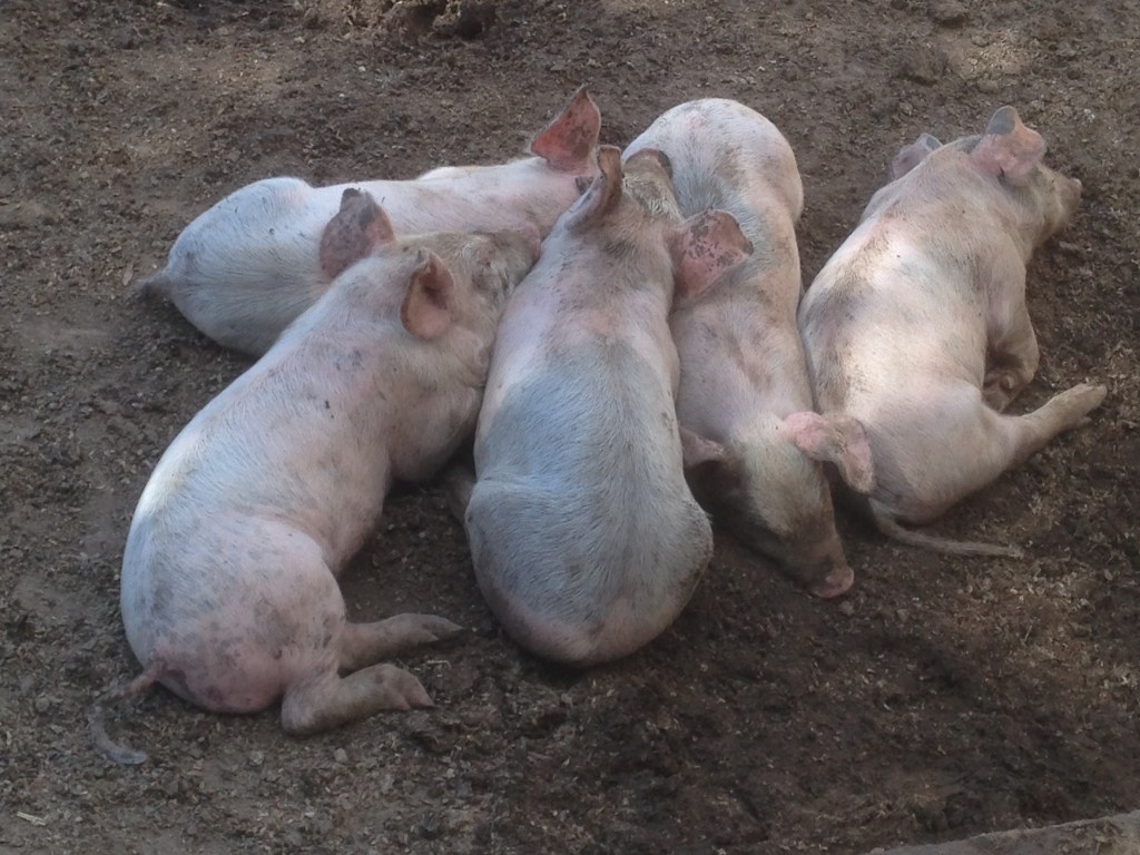 This is at just shy of 4 weeks. There's no real frame of reference, but they're the largest piglets we've ever had.