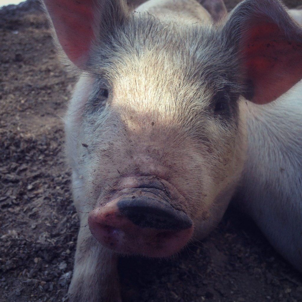 This is Captain at nearly 4 weeks old. She's a sweety!