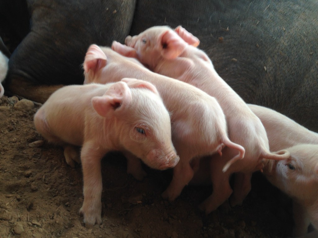 Inside a few hours they're up and about. The trick is containing the little buggers.