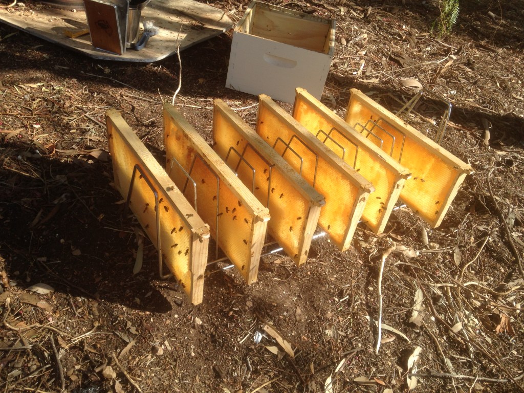 Letting the industrious bees industriously clean up so I don't have to.