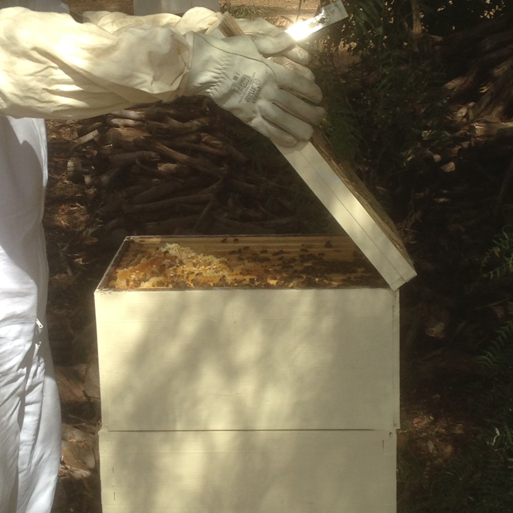 I couldn't help myself, and had to mess around inside the hive a little bit.