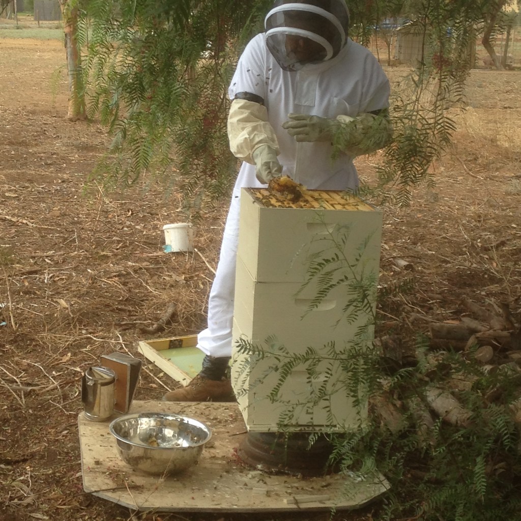 Cleaning out the comb that was overflowing the frames.