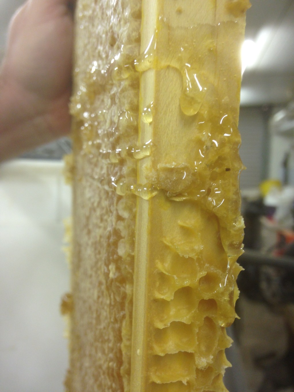 You can see how the comb was so full it was sitting up proud of the frame's edge.