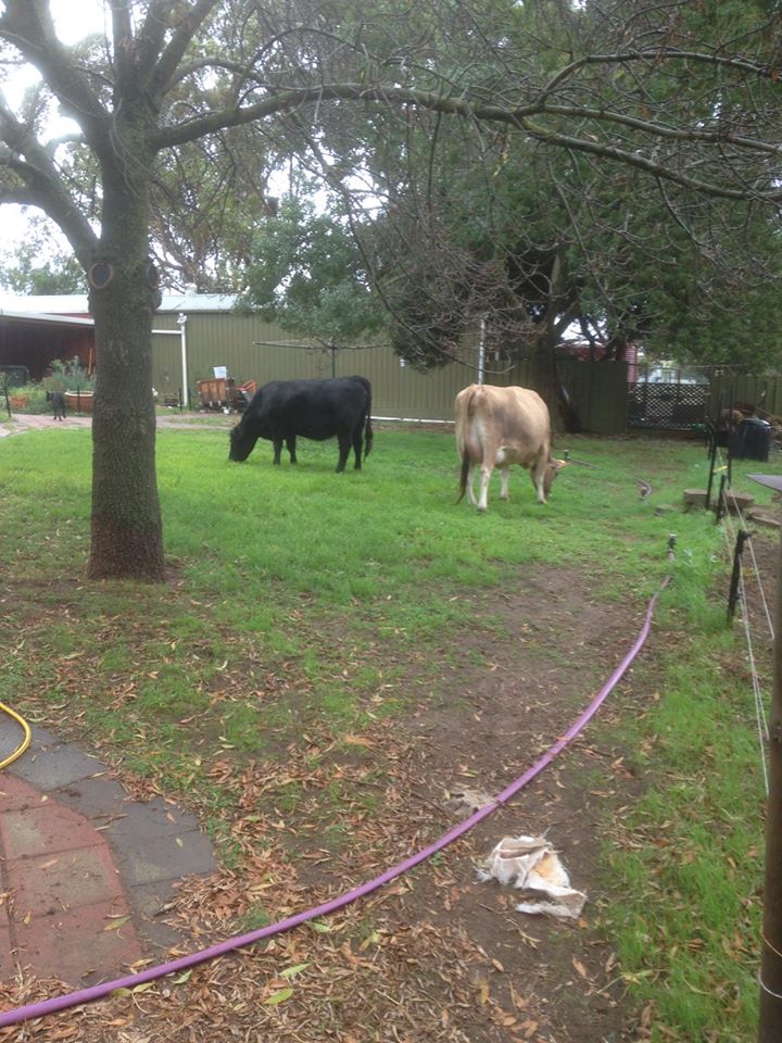 Yes, that's two cows eating the lawn in my back garden. No, they're not supposed to be there.