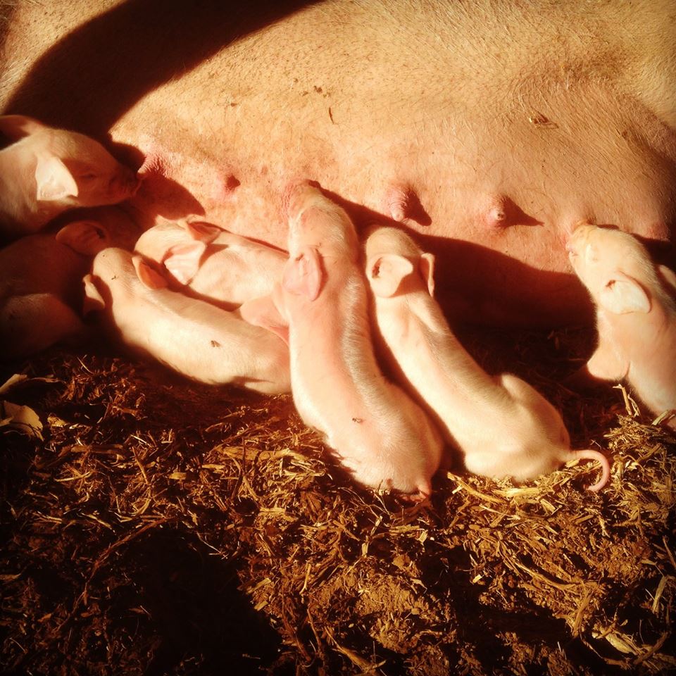 Early morning piglet dining on day 1.