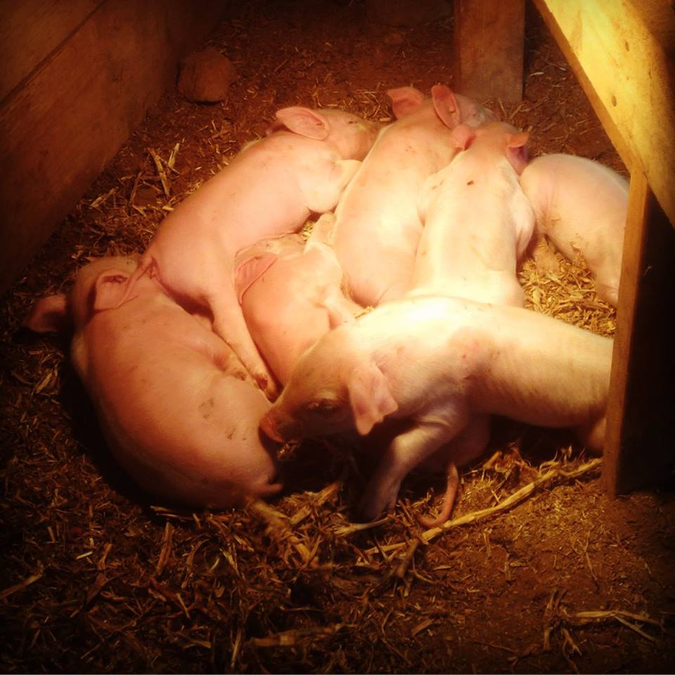 The babies loving the heat lamp.