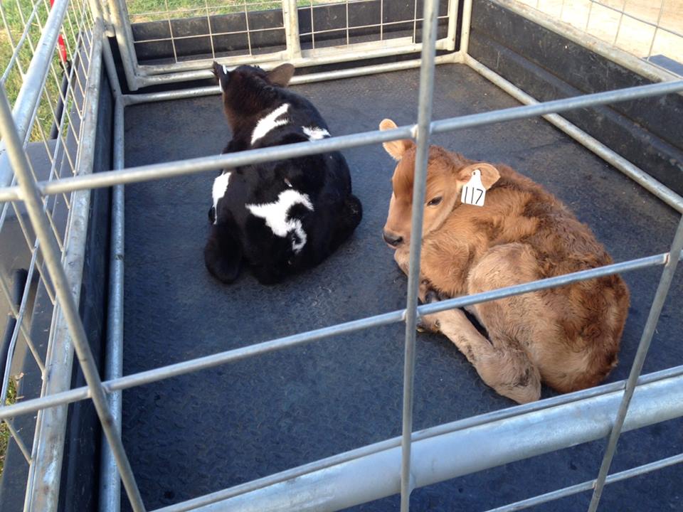 Hannibal is the Jersey and Lecter is the Fresian-cross.  Get it?