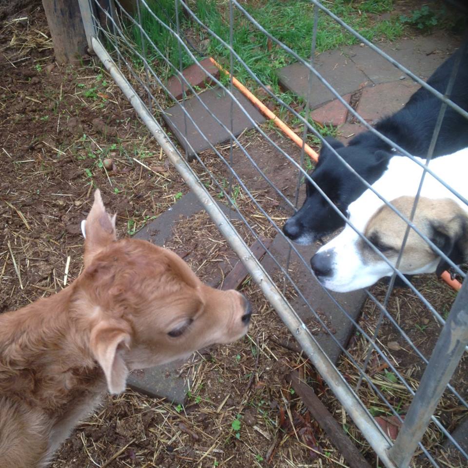 Hannibal meeting Bruce.  Neither is really that sure.