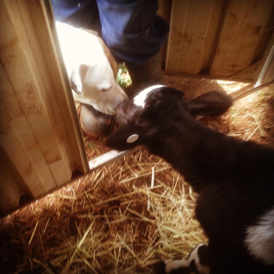 Lecter meeting Bruce. Lecter is much more sure of himself.