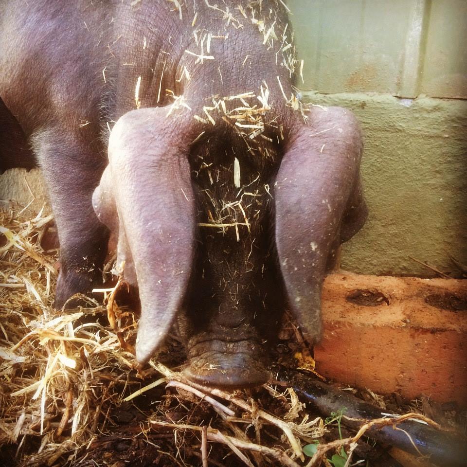 This is Kit, our new Large Black gilt.