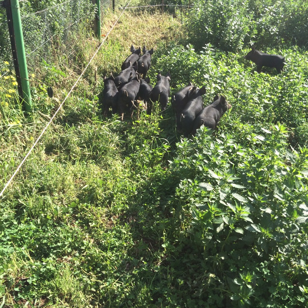 This is the best picture I could get of the Berkshire litter.  They wouldn't stand still for me!