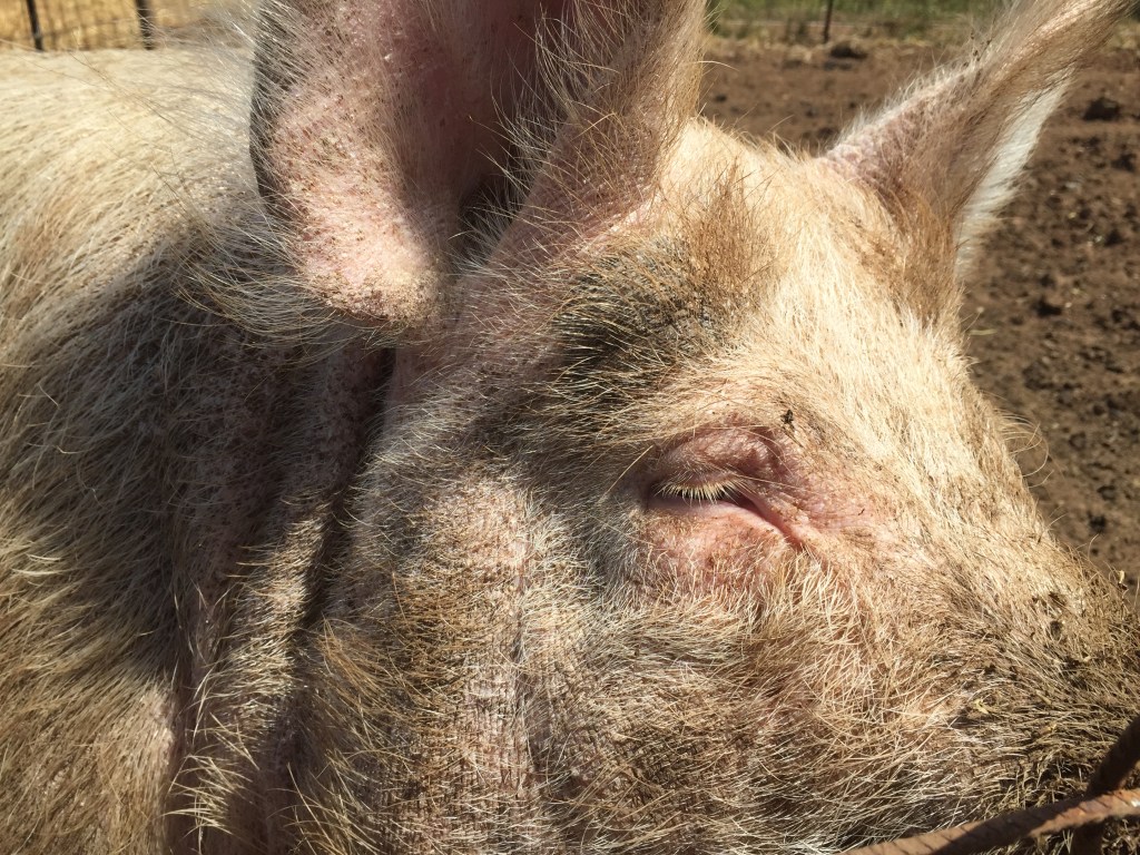 This is Boris' look of seduction. Works every time.