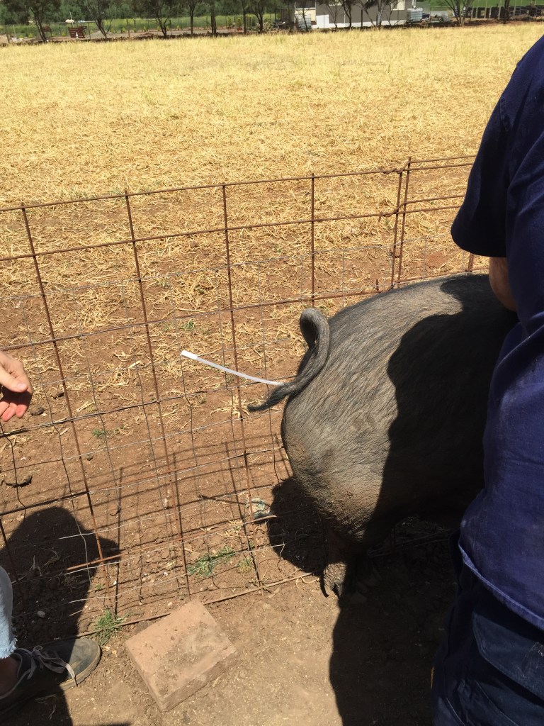 Put the plug in the catheter and let it stay for several minutes.