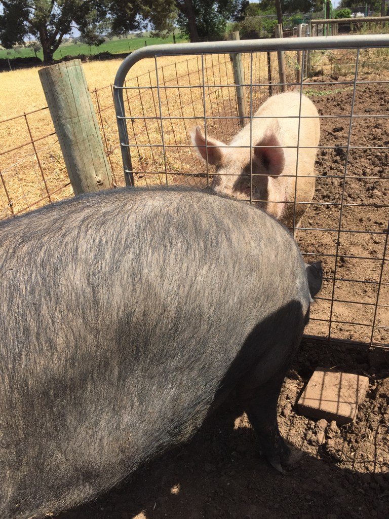 While Miss Swan stood still for the entire process and communed with the big man, and while she may have gotten everything  out of the experience that she wanted, I suspect that Boris was less than satisfied...