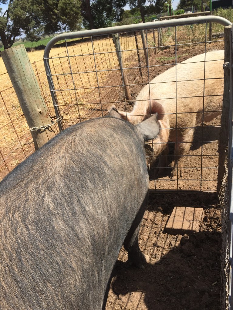 Boris and Miss Swan whispering sweet nothings to each other.