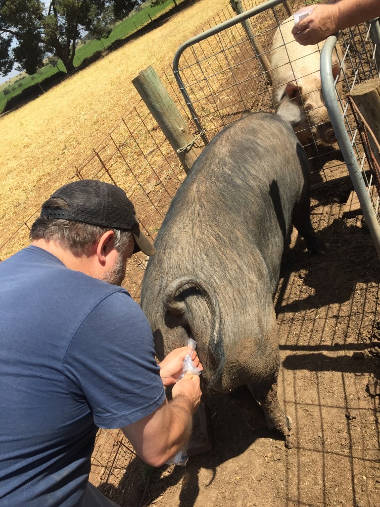 Tip in and pushed through the plastic.