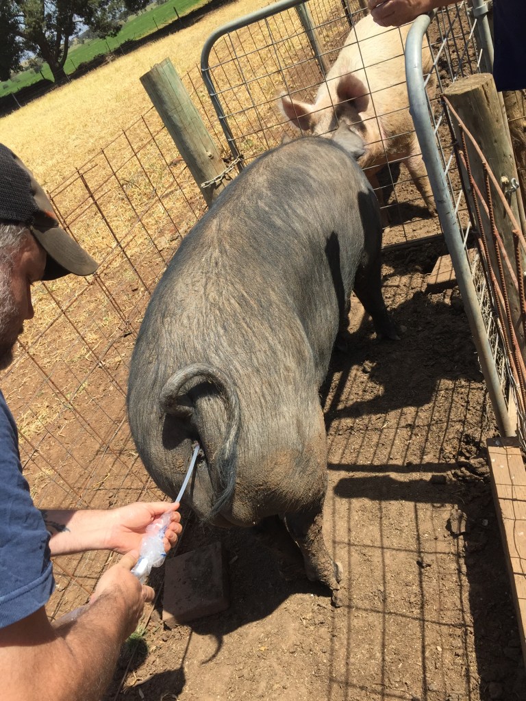 Resistance = cervix.