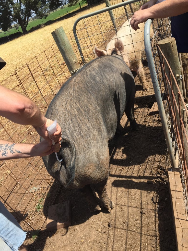 Time for the semen. The tricky part is not getting any on your fingers.  Seriously.