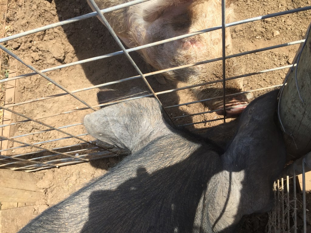 The lovers communing while I mess with her bits.