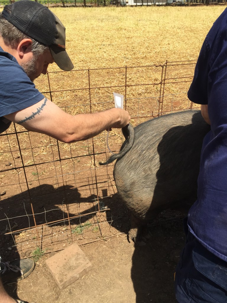 Disconnect the now empty semen tube, again trying to keep it from your fingers.