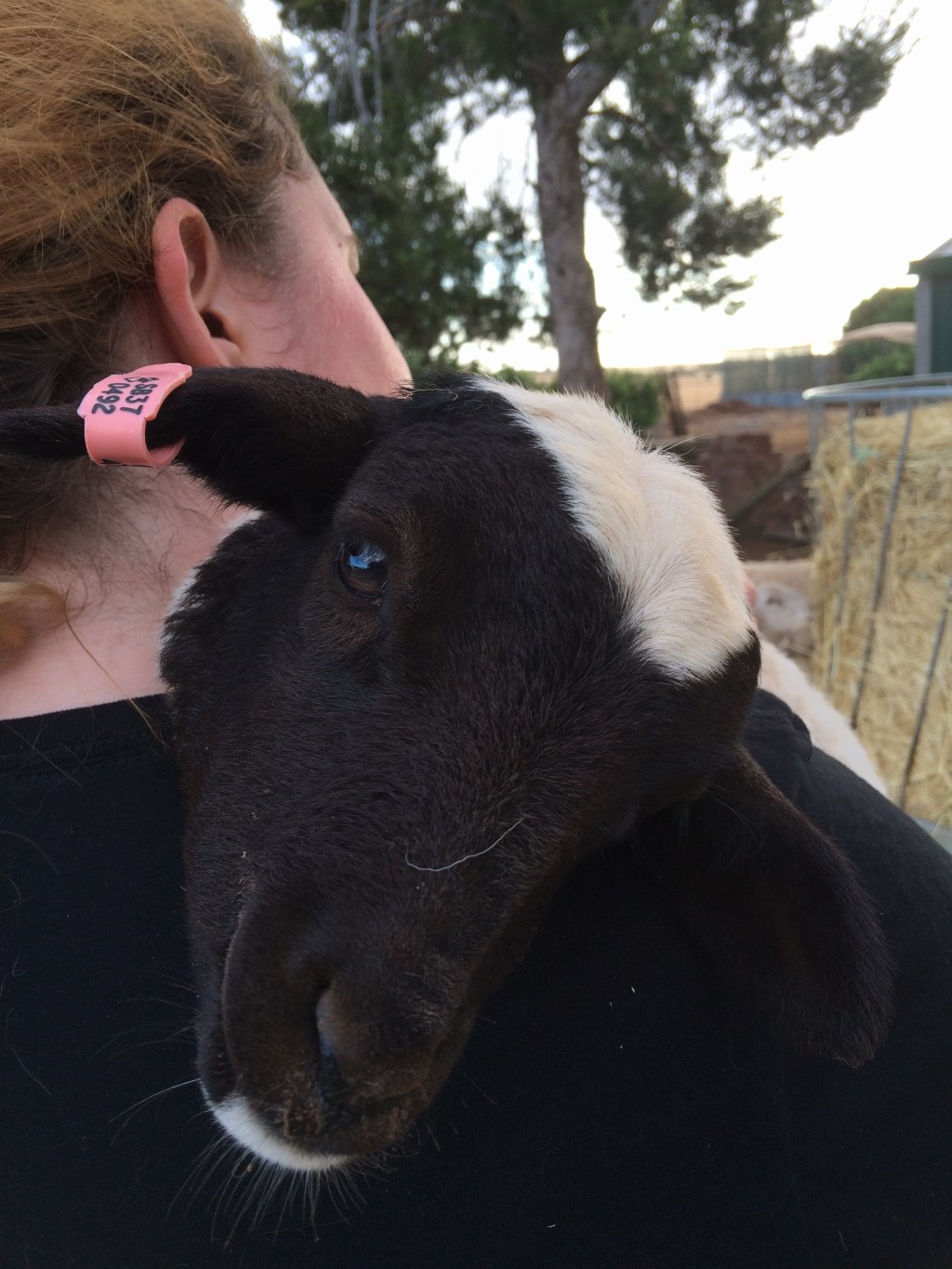 Our special Rosie Lamb.