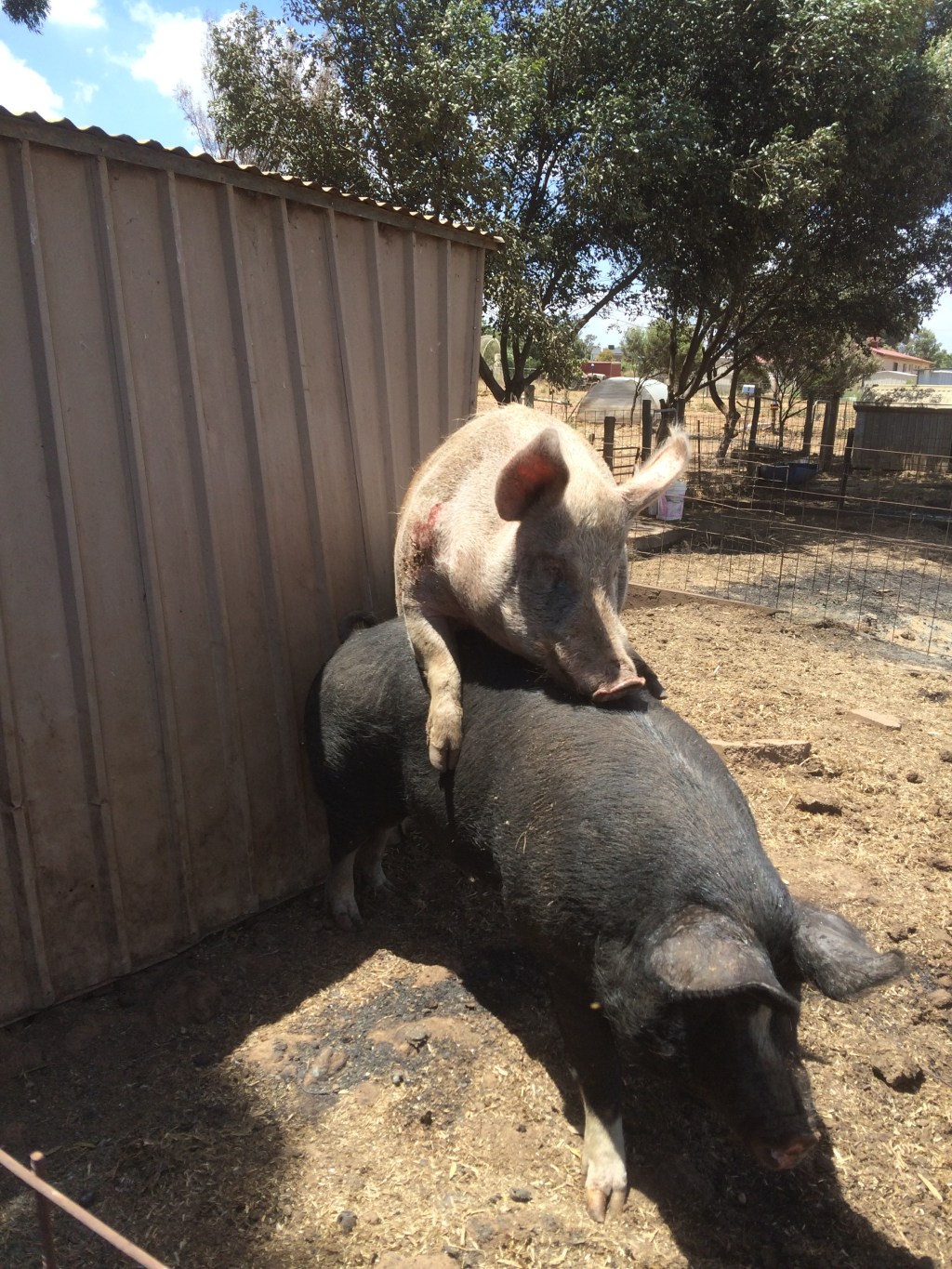 Boris and Socks finding comfort in each other's arms (aka boning).