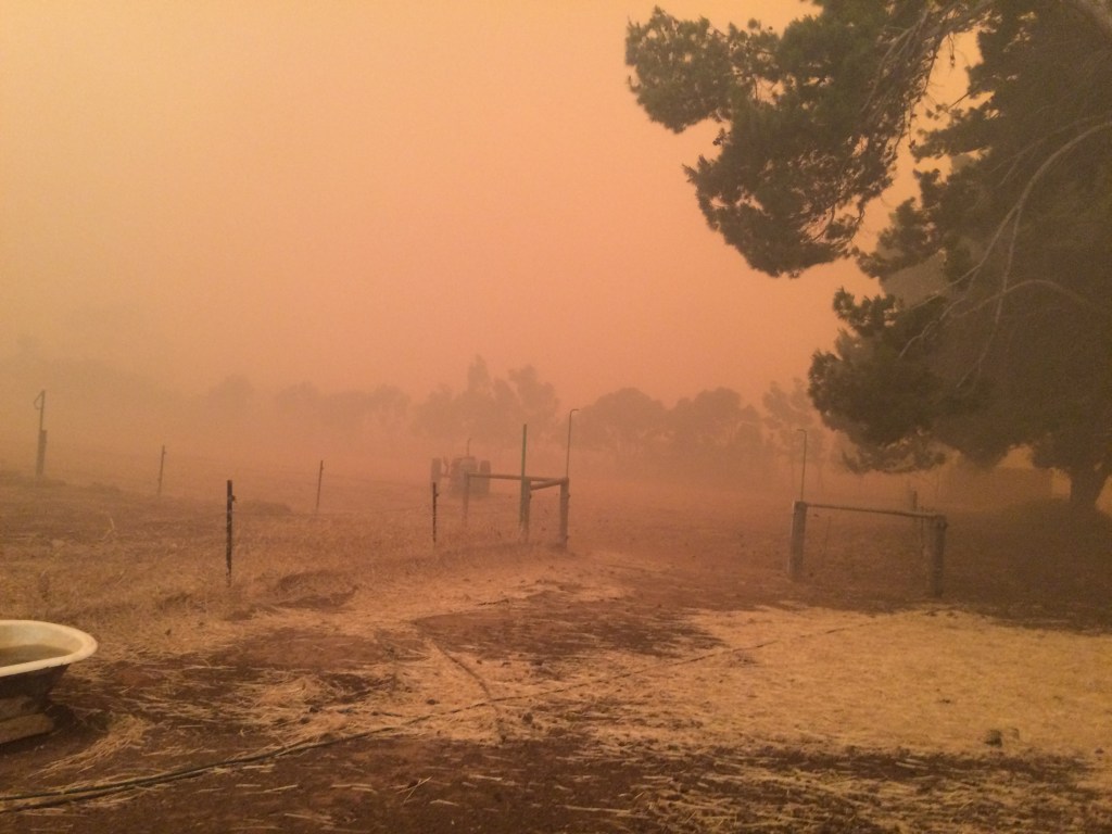 This is after the initial firestorm had been through, just before the bulk of the flames hit us. I just had time to get from the tree I'd hidden behind to dad who was in our cow shed.
