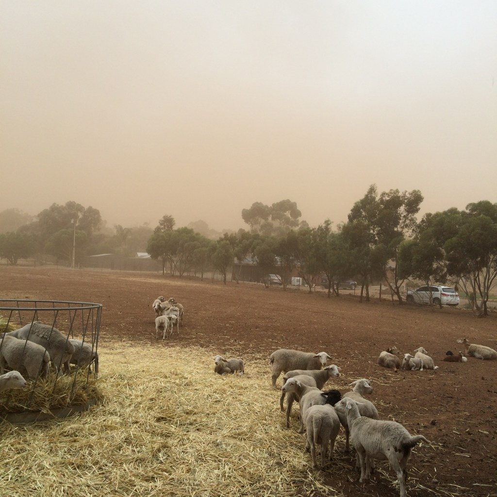 The sheep don't seem to care so much. Then again, these same sheep were busy eating a bail of hay at the height of the fire.