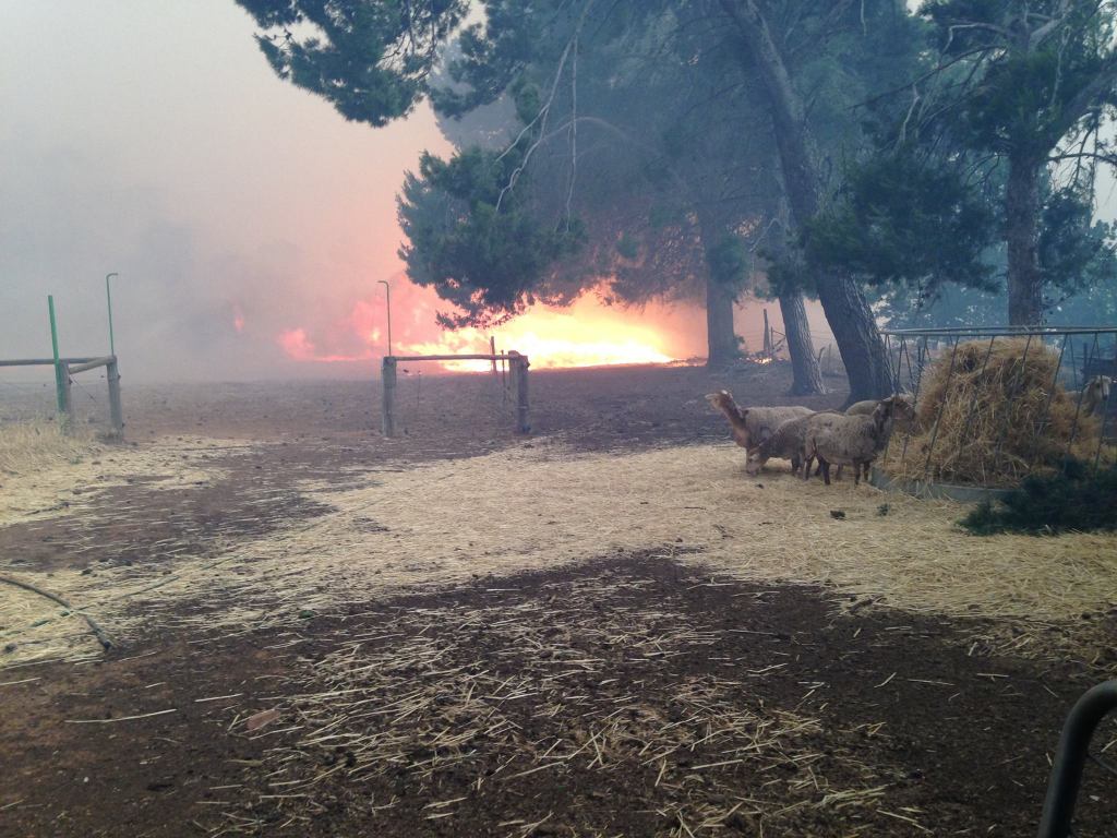 These flames extend from the fence line out maybe 20 to 25 metres.