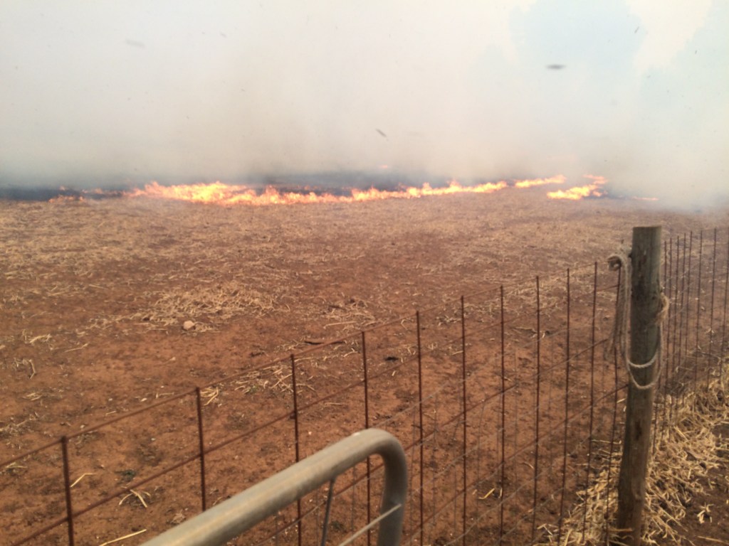 I took this picture just as I heard little Rosie crying. The rest of the sheep were safely ensconced down the side away from the fire, but she'd wandered out. I ended up leaping over a couple of fences to rescue her and drag her back to the flock. That lamb will be the death of me...