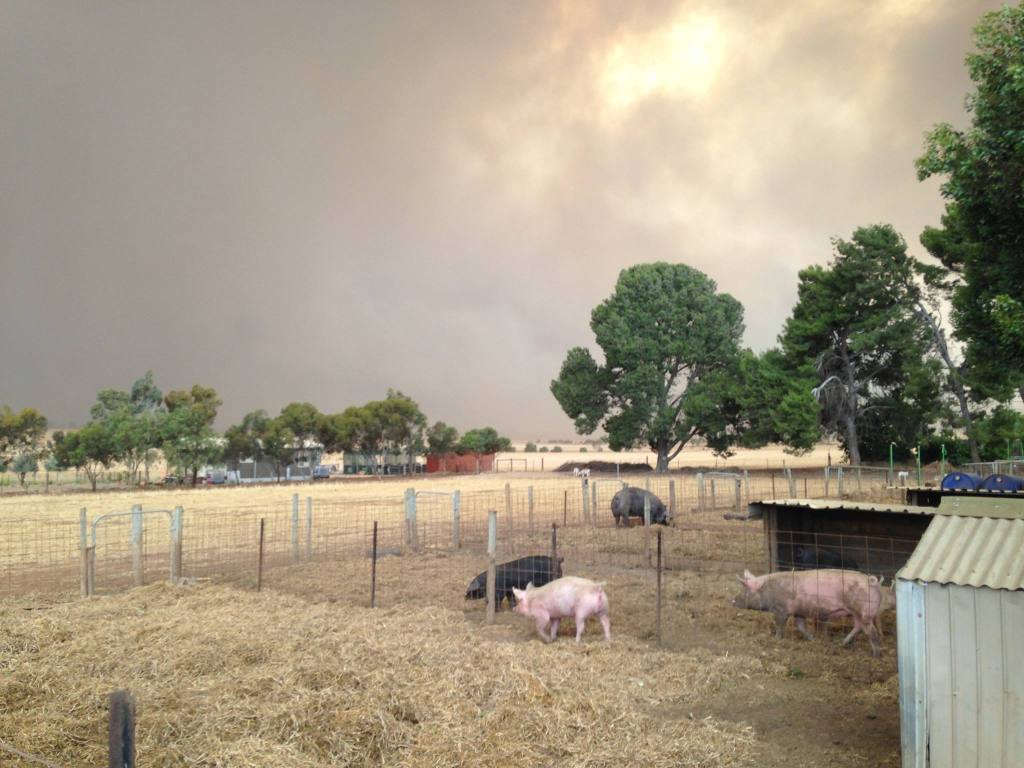 Pigs happily ignorant of what was coming.
