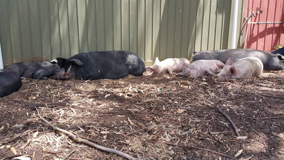 The day before was horror and disaster, but today is being pampered and taking naps.