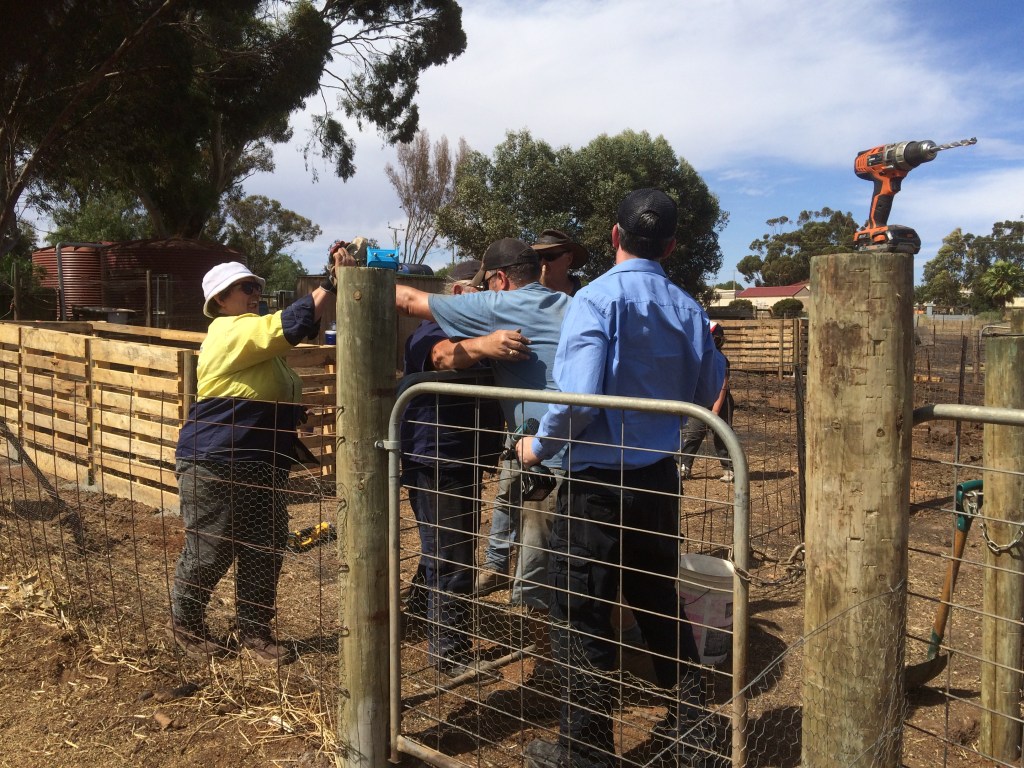 This is me high-fiving Miranda, who helped Mark build the pig shelters, and dad taking the opportunity for a sneaky hug.