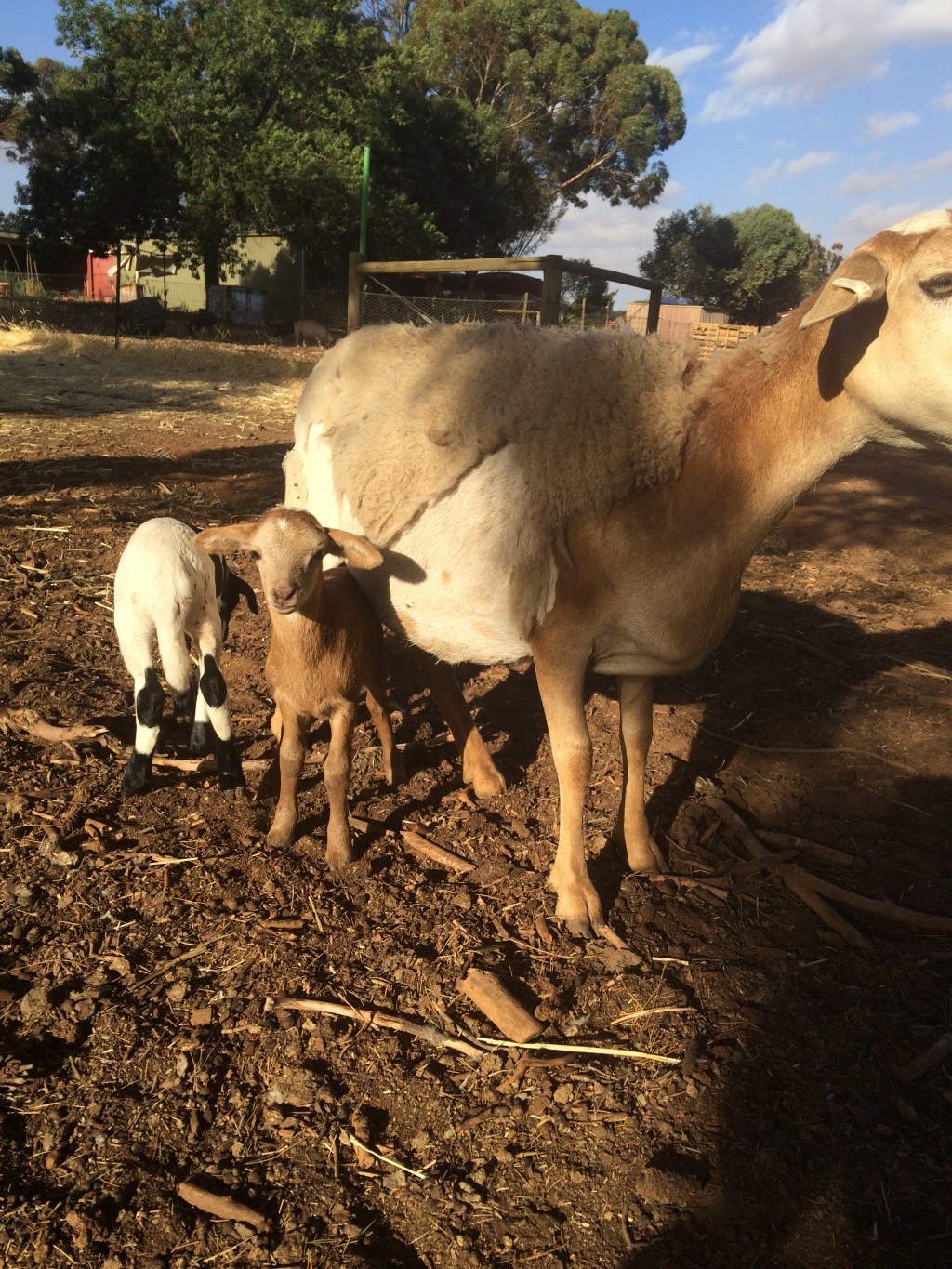 It was impossible to get these little buggers to both look forward at the same time, so this is Fawkes saying hey....