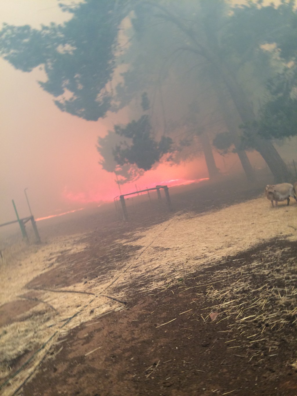 Mary is the sheep oblivious to the apocalypse happening behind her.  She gave birth a week later.