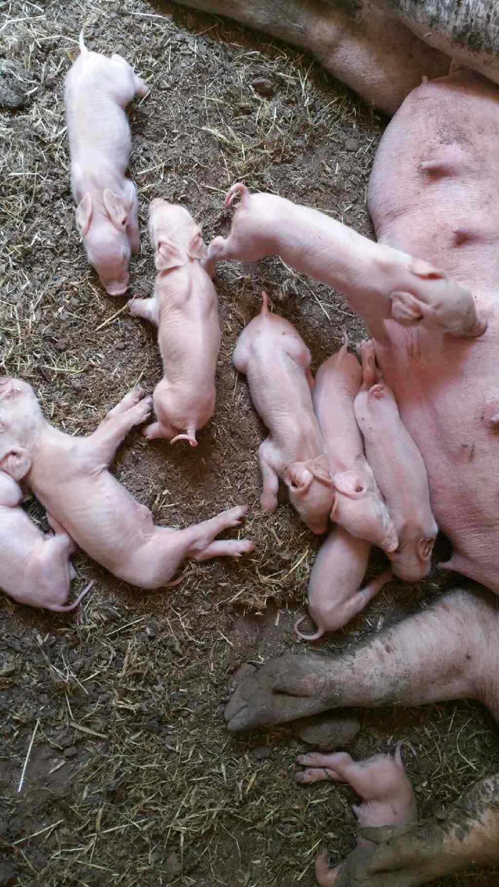 Piglets at around 12 hours old. All pooped out from pigletting.