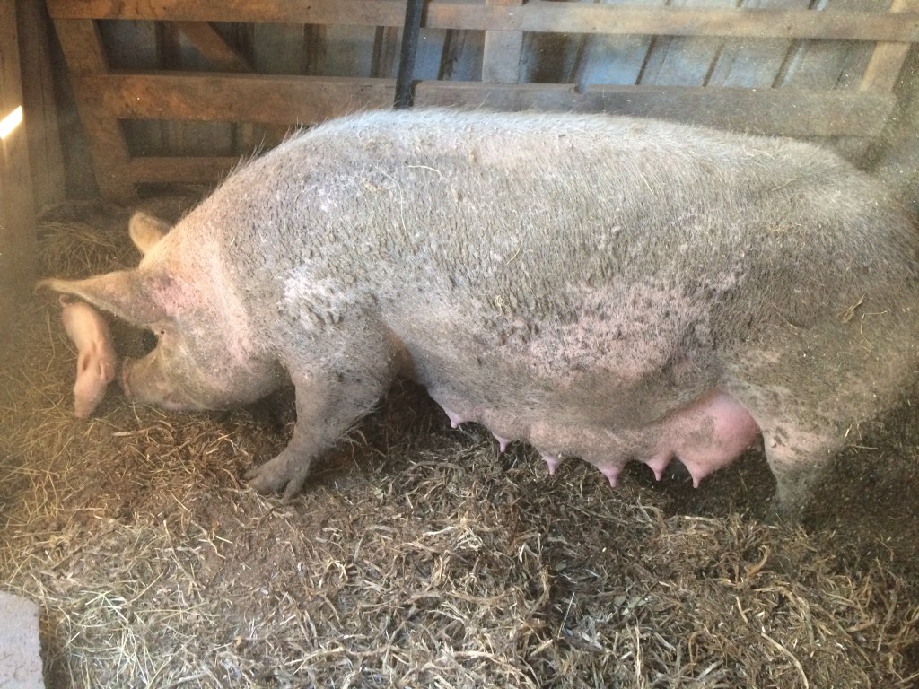 My Honey Pig being a great mum.