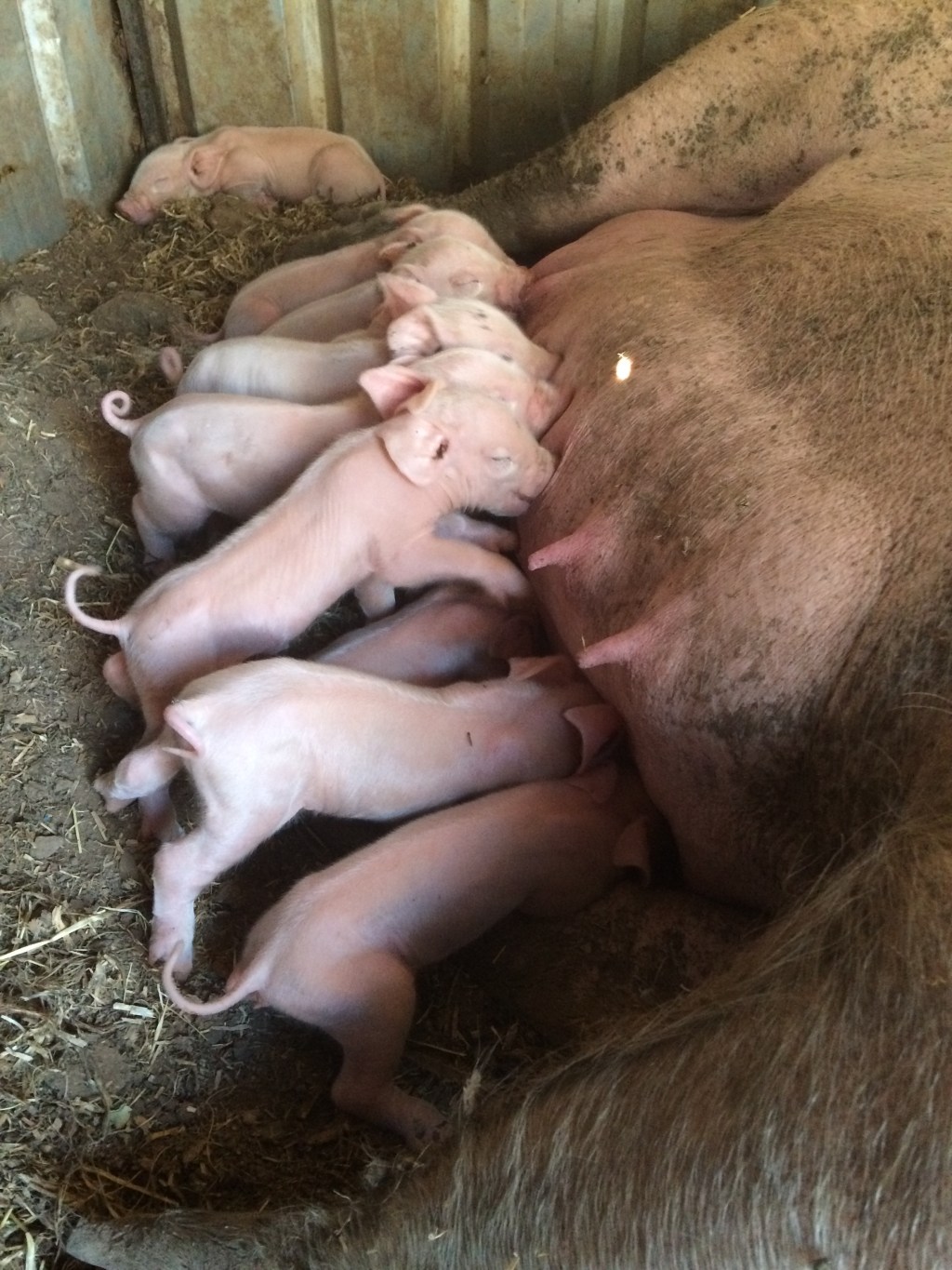 Piglet pile up!
