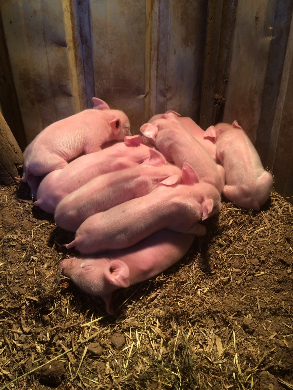 The supplementary heat means they can slip away from mum to get warm and reduce the risk of squashings.