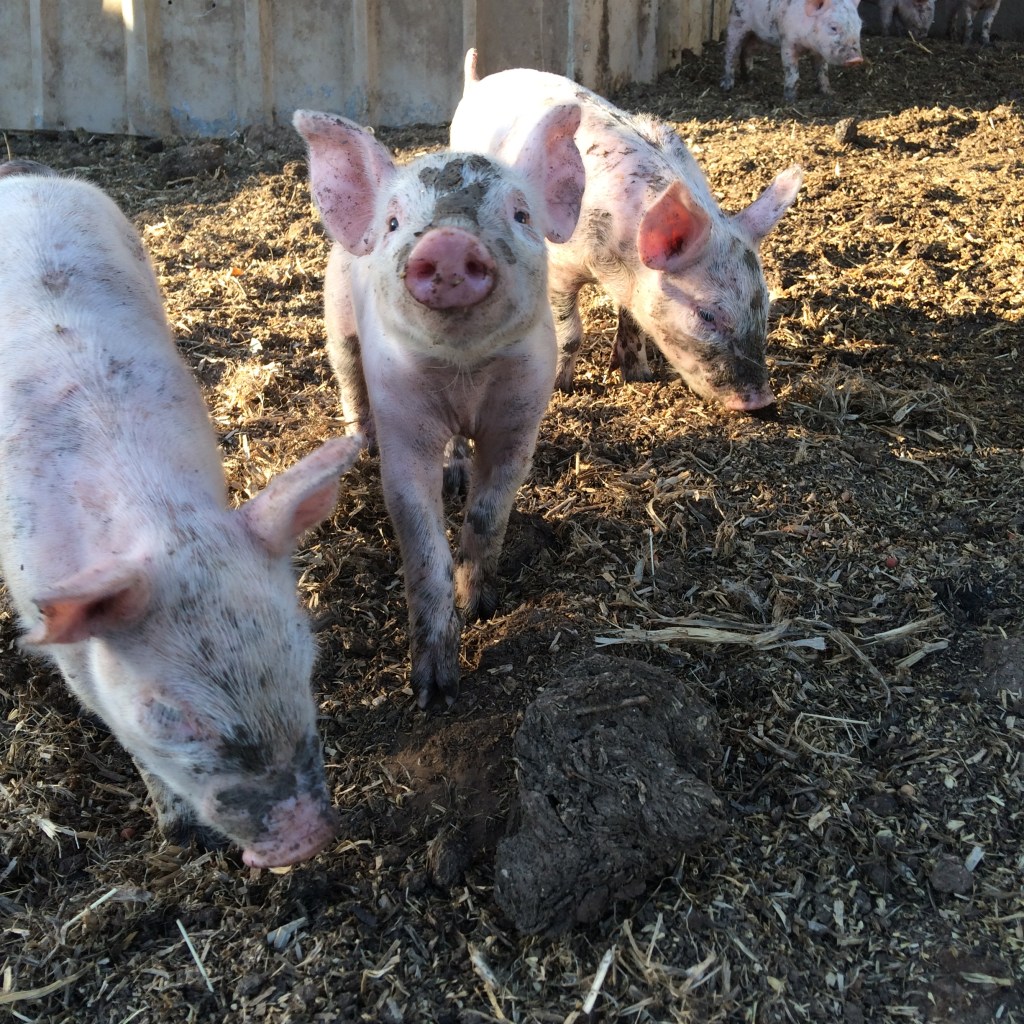 There's always one piglet that looks like Babe.