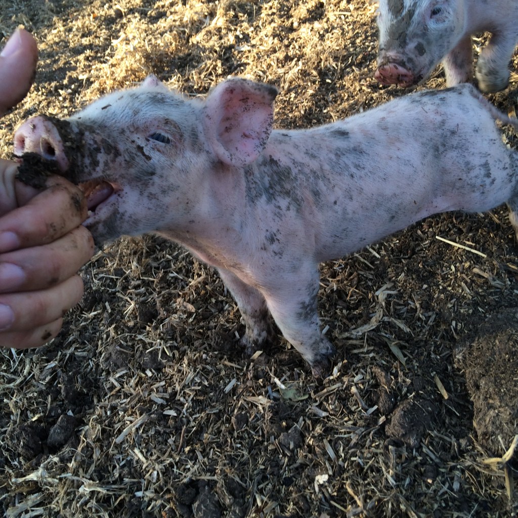 Don't let the cute fool you - that little bugger is biting me!