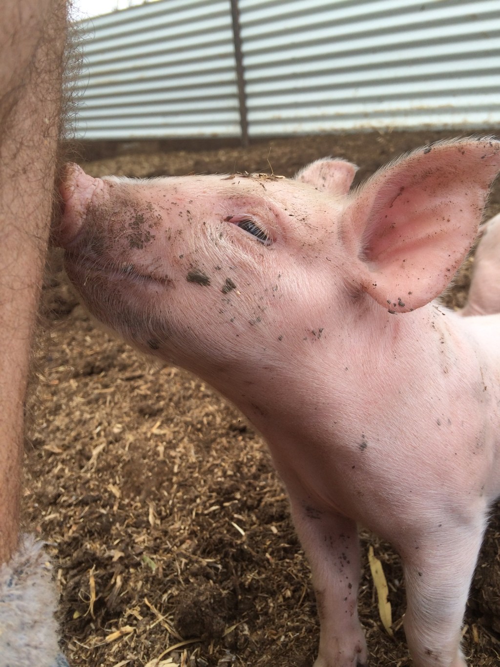 Apparently this piglet likes the smell of my shin.