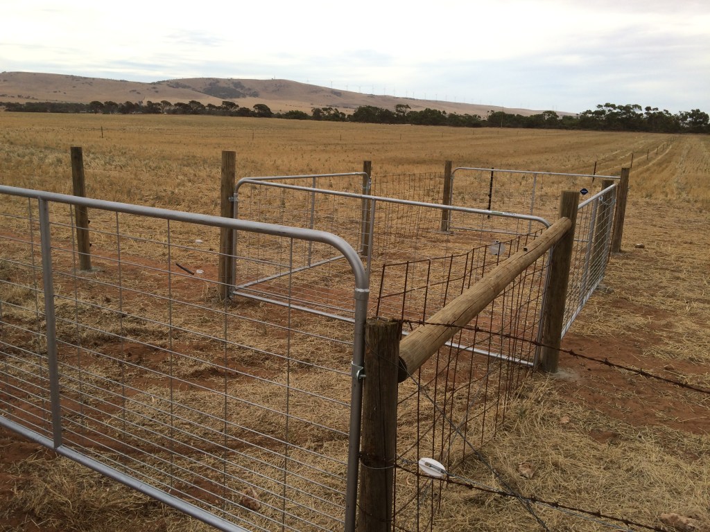 This is my pig lock (patent pending). The theory is that we can get in there with a vehicle, and close the gate behind us before opening the gate in front. It works well, but we need to modify the design a bit on the next ones. I may actually end up tearing half of this one down and rebuilding it.