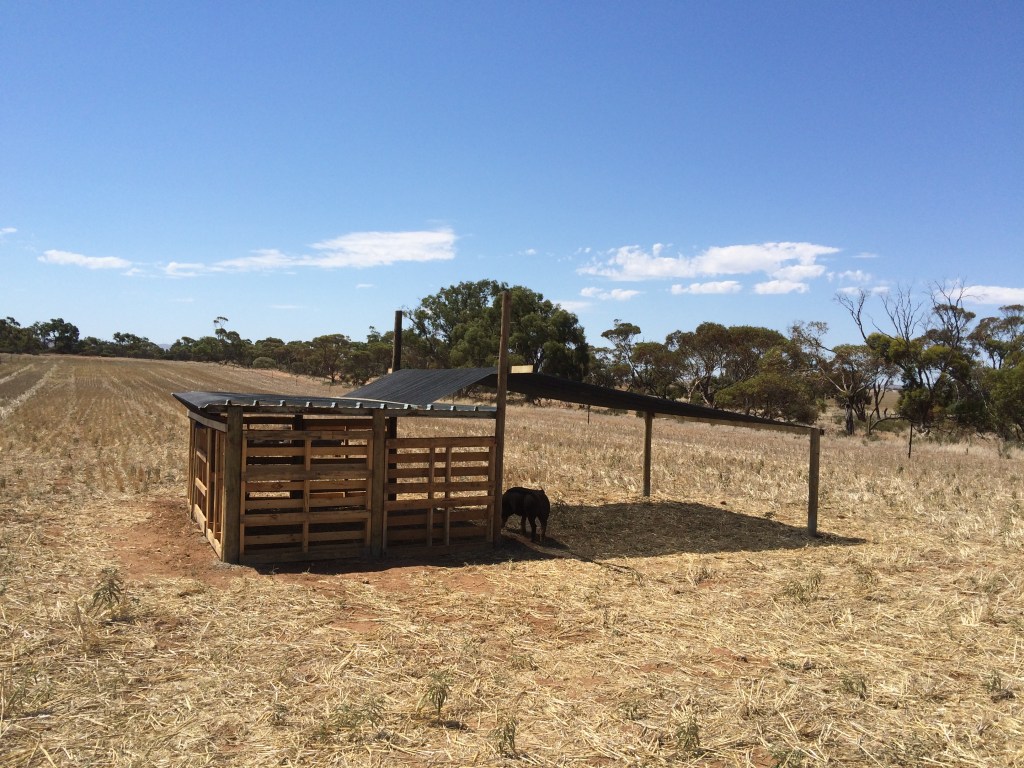 We'll stack the big half-tonne rectangular bales of straw around the outside before the wet weather hits.  They'll be snug and dry.