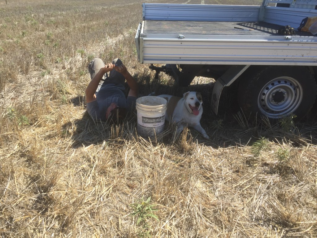 Sometimes even a farmer needs to take a breather. In my defence, it was 35 degrees and super high humidity that day, and I was the one digging the holes.