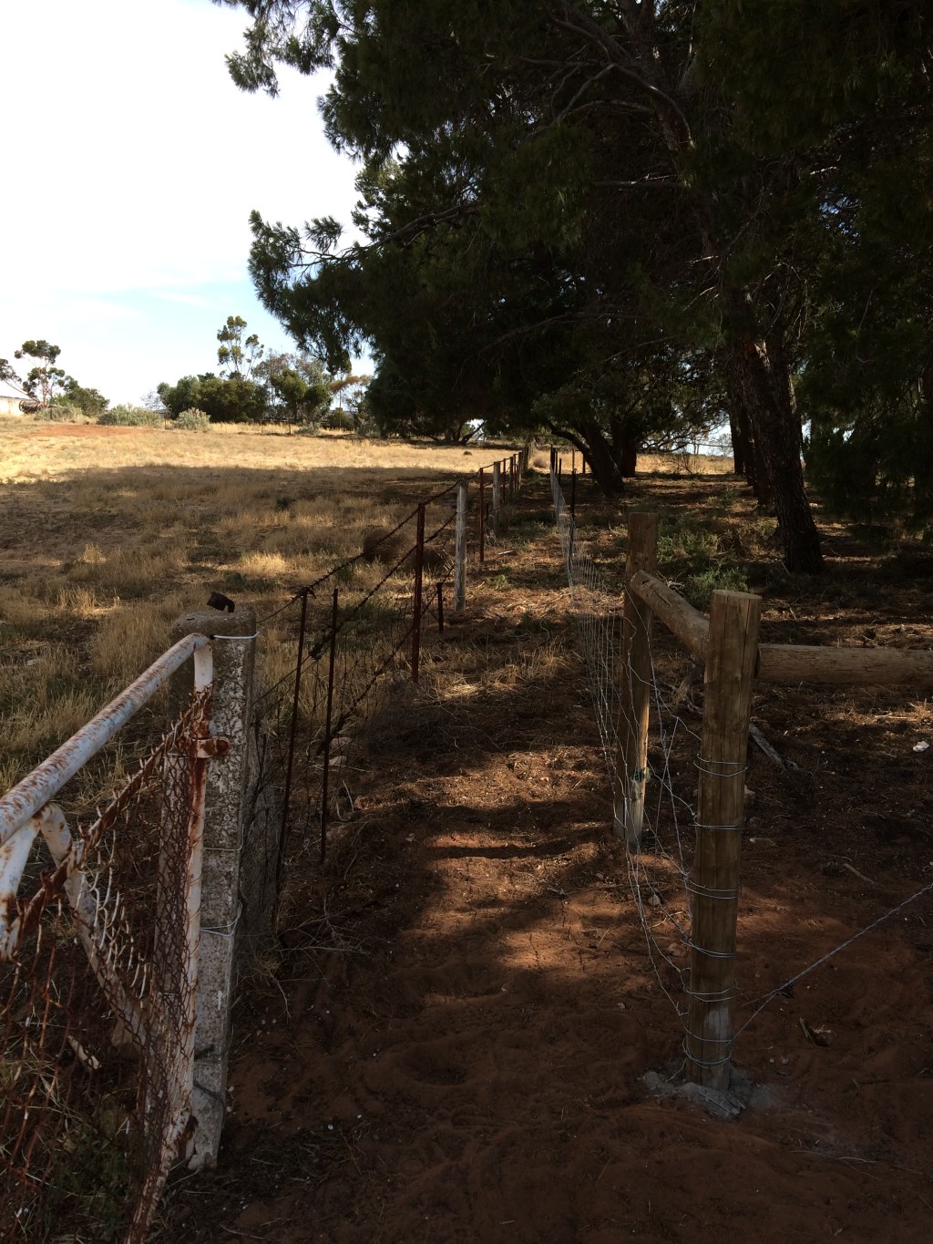 We've not used this as a race yet, and need to extend it down towards the grower paddocks so we can run it into the loading yards.  That'll happen in slow time.