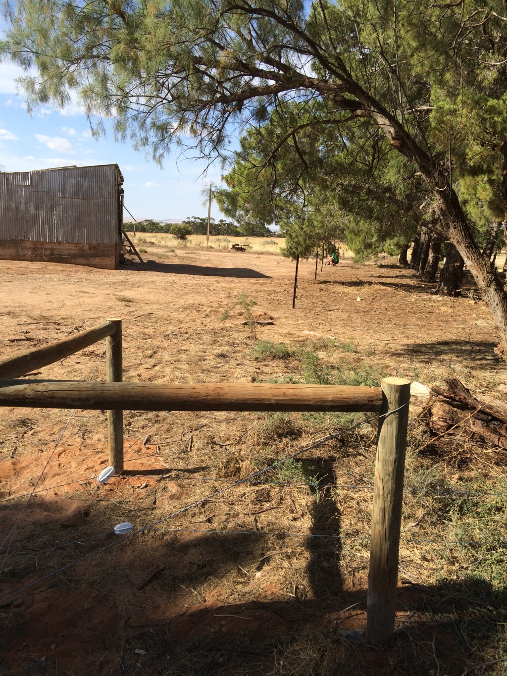 We made as much use as we could from the limited shade but building the breeder paddocks around the trees.