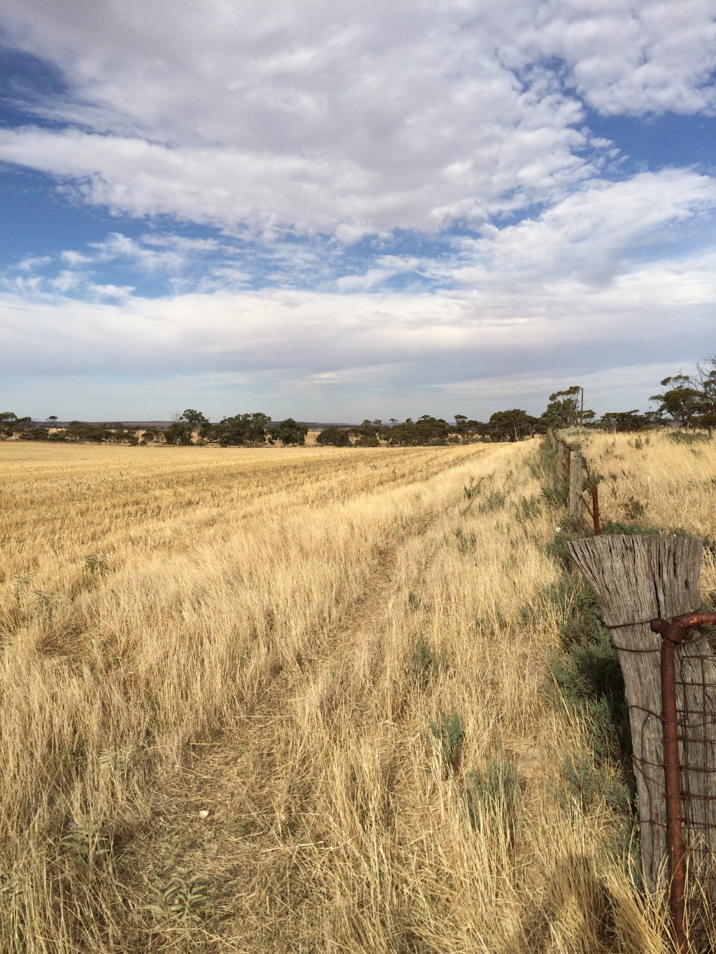 Facing east along an old fence line. Most of the work we face is removing 50+ year old fences and making pig-friendly yards.