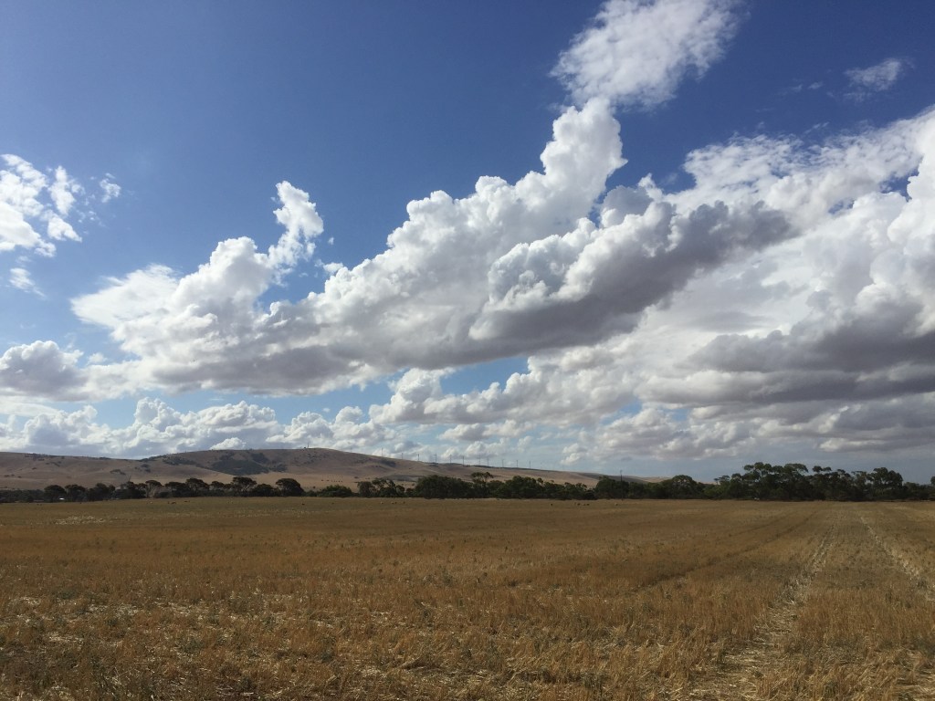 There's a block of scrub behind us, complete with kangaroos. 
