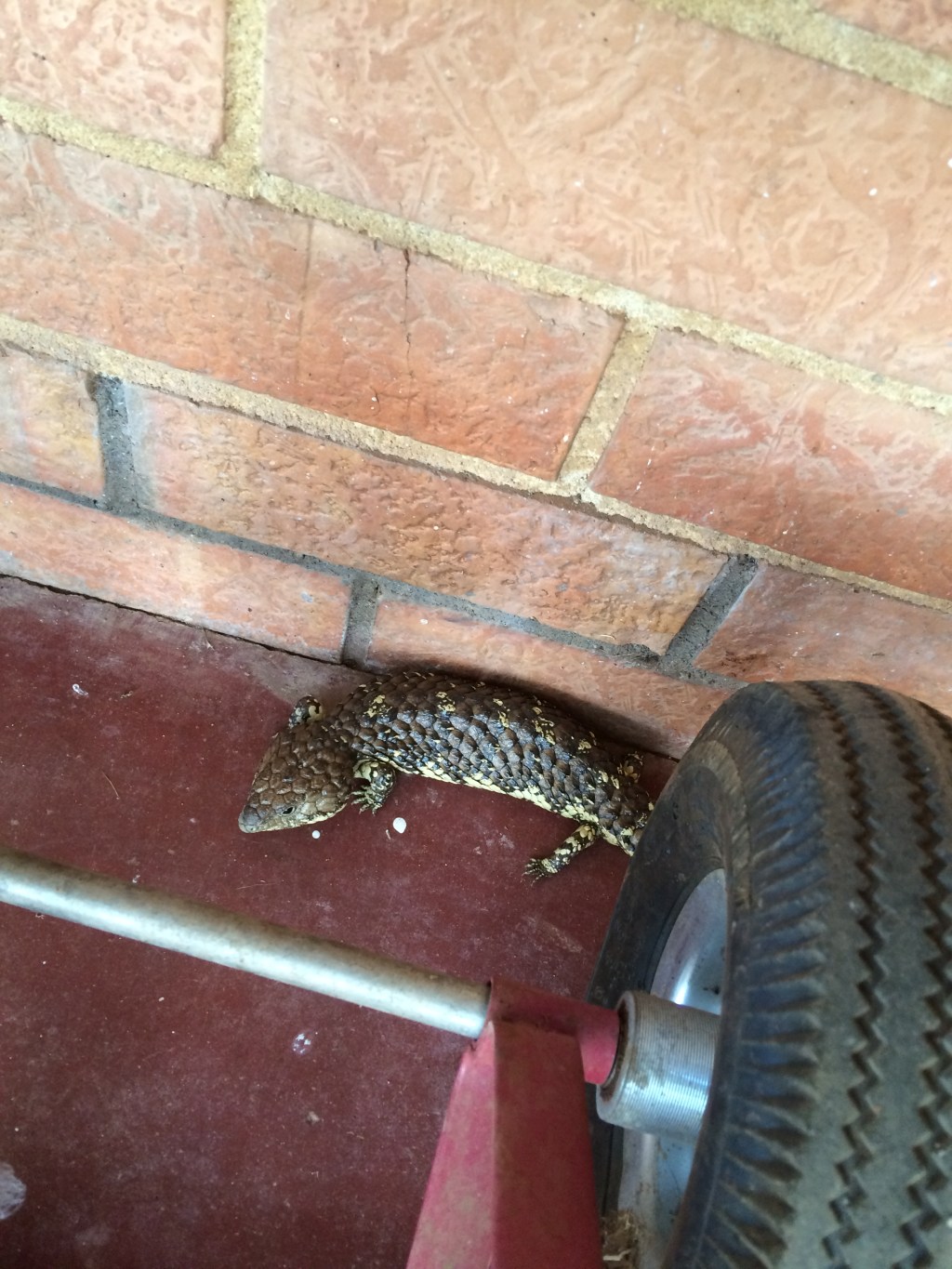 Lionel pops up everywhere.